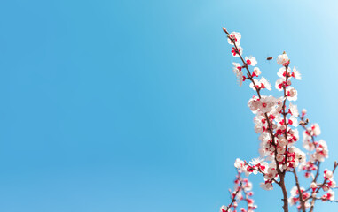 Spring blossom background with cherry flower and bee