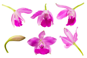 Pink-purple orchid flowers on isolated white background.Floral object.