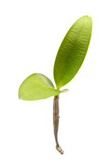 green orchid leaves branches on isolated white background.Flora object clipping path.