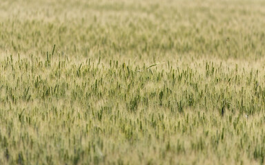 Shallow depth of field effect on a ripening wheat field