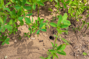 Entrance to the anthill under a green leaves plants