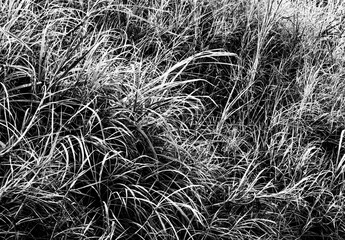 monochromatic picture, green grass texture as a background