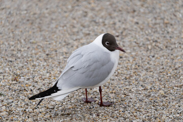 black headed gull