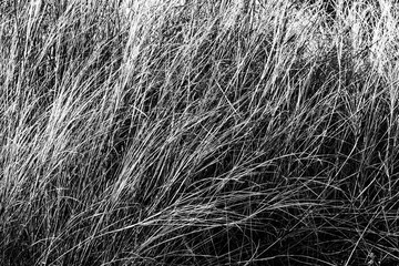 monochromatic picture, green grass texture as a background