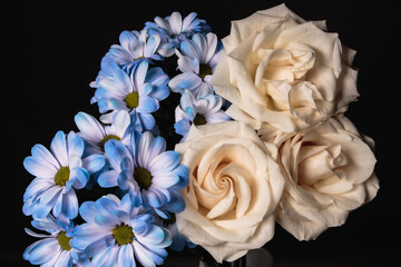 Bouquet of blue chrysanthemum and cream roses on a dark background