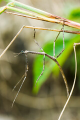 stick insect on branches of the tree, Phasmatodea.