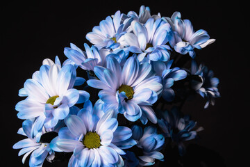 Bouquet of blue chrysanthemum on a dark background