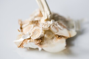 Stengel mit  Schalenresten vom Knoblauch, close up