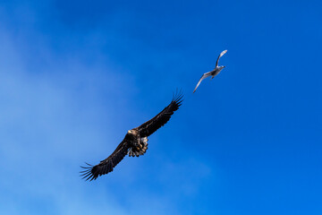 Seeadler 