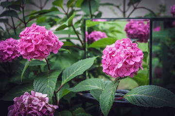 Pink hydrangeas in a flower garden with mirrored cube sitting in middle  reflecting them.