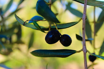 two olives on a branch with a leafs