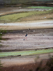 Bird in Rotorua, New Zealand