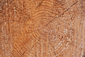 Large circular piece of wood cross section with tree rings texture pattern and cracks, close up