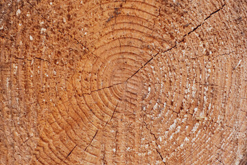 Naklejka premium Large circular piece of wood cross section with tree rings texture pattern and cracks, close up
