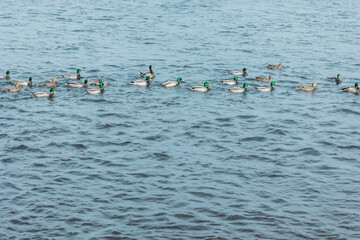 Brown and green ducks swim in a line in light blue waves of a winter river, lake in sunny day