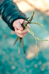 Child's hands holding a bunch of asparagus.