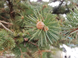 Blooming spruce branch