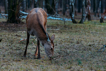 Red deer cow in forest, A hind in a forest, doe in forest