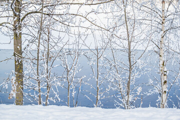 Thin bare trees with branches in white fluffy snow on the shore against the background of a blue river. Winter