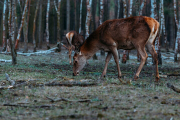 Red deer cow in forest, A hind in a forest, doe in forest