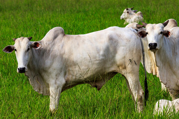 Cattle - Ox - Cow