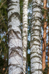 Background of the white and grey cortex birch tree in the  woods, vertical
