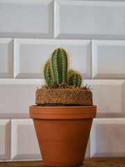 A cactus of the genus "Echinopsis" in a pot as a table decoration in front of a white wall with tiles