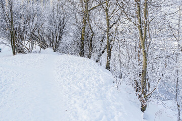 Obraz premium A path between bare thin trees, bushes in the snow in a winter wild park. Footprints in the snow. River background
