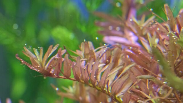 Beautiful green freshwater plant  exudes bubbles oxygen. Process of photosynthesis of aquarium plants in an aquarium. Macro shot of  a Beautiful aquarium plants. Limnophila hippuridoides.  Aqua space.