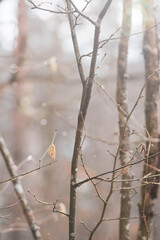 Beautiful small dry leaf on a branch of a tree covered with rain drops or frost, cold temperature in winter or spring, close up, vertical