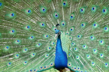 Obraz premium Peacock at Warwick Castle