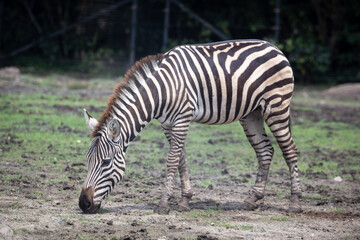 Fototapeta na wymiar A zebra eating grass on the ground.