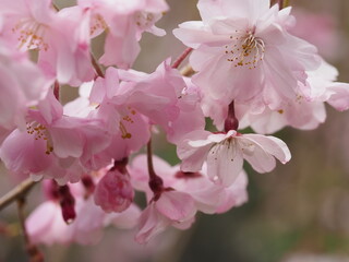 美しい桜の花のクローズアップ