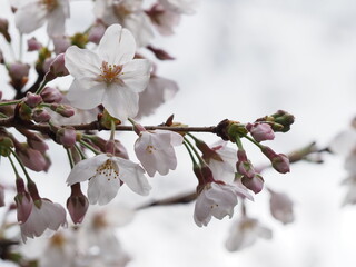 美しい桜の花のクローズアップ