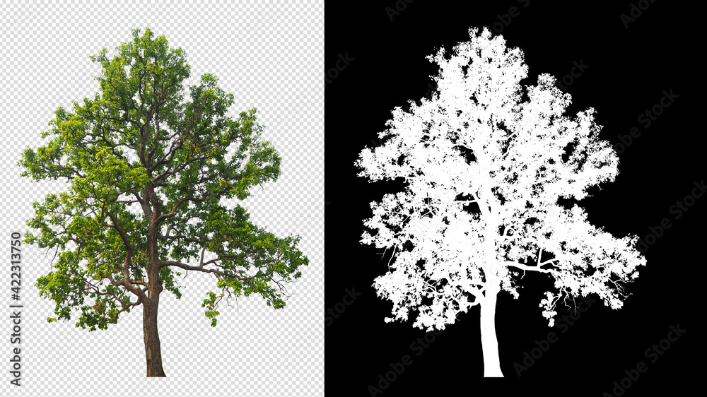 Poster tree on transparent background picture with clipping path