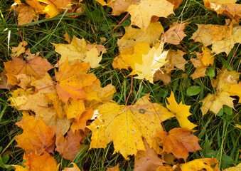 maple leaves