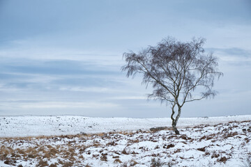 Lone tree in winter below White Edge, Peak District, UK