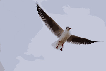 Gray sky and seagull soaring high in the clouds
