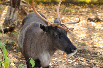 Reindeer in the autumn forest. Portrait of a majestic powerful adult red deer deer in the autumn...