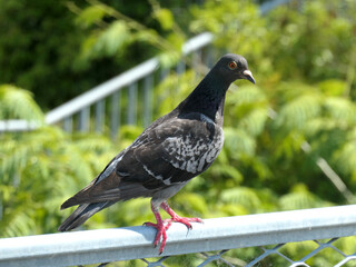 フェンスの上に鳩