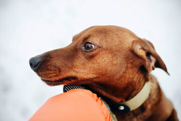 woman in orange jacket  playing with dog in winter..