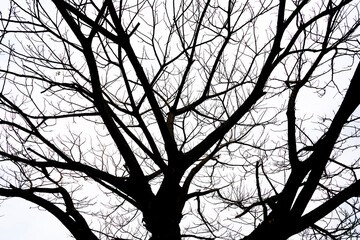 Colorful beautiful sunset with the trees branches silhouette background