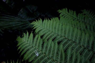 In selective focus tropical fern leaves growing in a botanical garden with dark background 