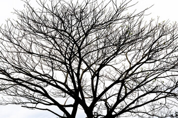 trees branches silhouette with white background