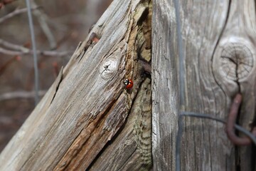 Selective focus macro of a red ladybug walking on weathered wood.