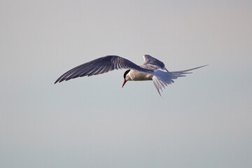 Arctic Terns hovering over their prey in the ocean	