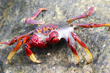 rote_Klippenkrabbe
