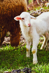 Obraz premium Cute little lamb on fresh spring green meadow during sunset