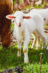 Cute little lamb on fresh spring green meadow during sunset