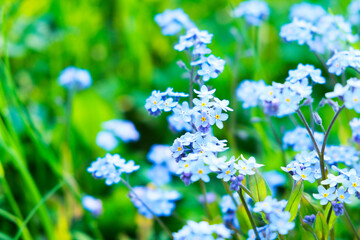 Meadow plant background: blue little flowers - forget-me-not close up and green grass.